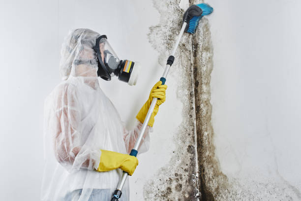Best Crawl Space Mold Removal  in Sun Prairie, MT