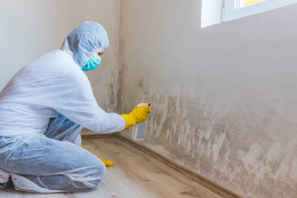 Attic Mold Removal in Sun Prairie, MT