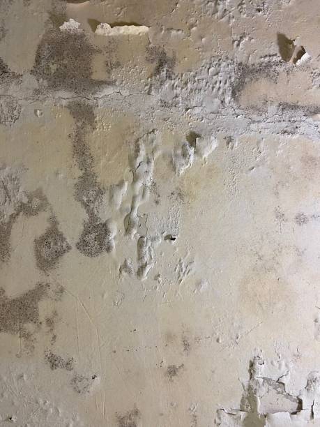 Mold Removal and Inspection in Sun Prairie, MT